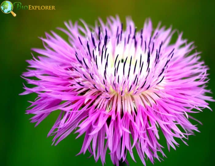 American Basket Flower