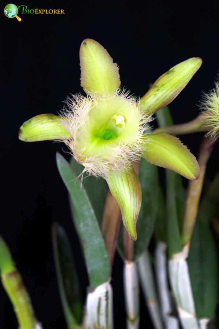 Digby's Rhyncholaelia