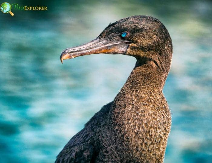 Flightless Cormorant