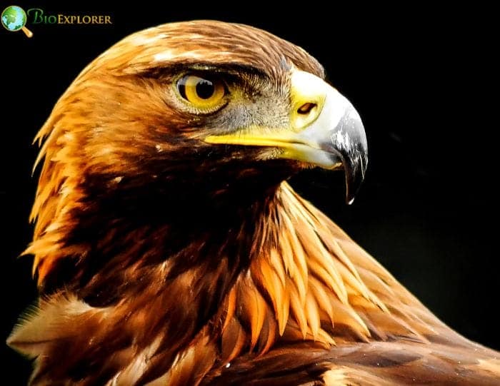 Golden Eagle