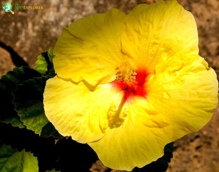 Hau Kuahiwi (Hibiscus Brackenridgei)