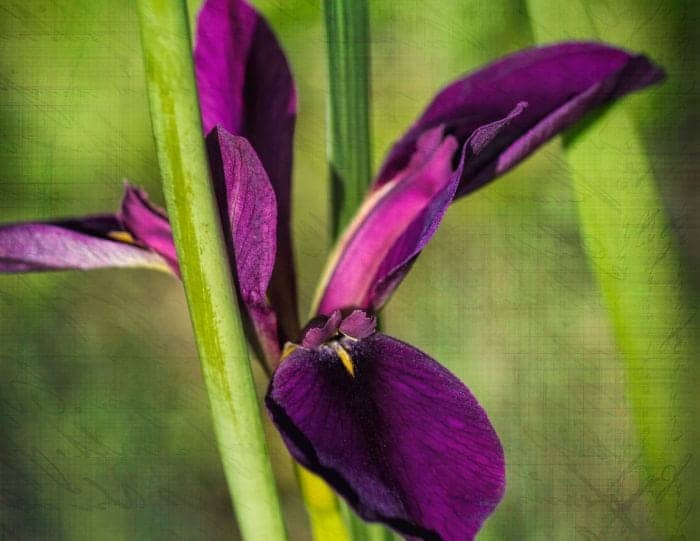 Iris Louisiana