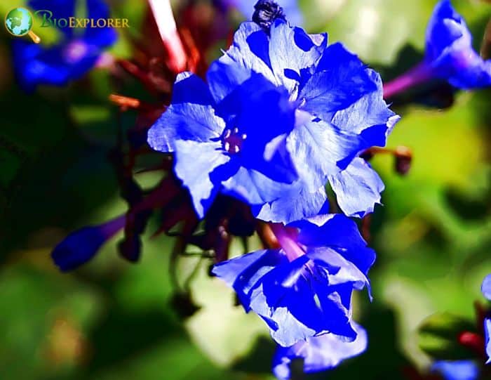 Leadwort