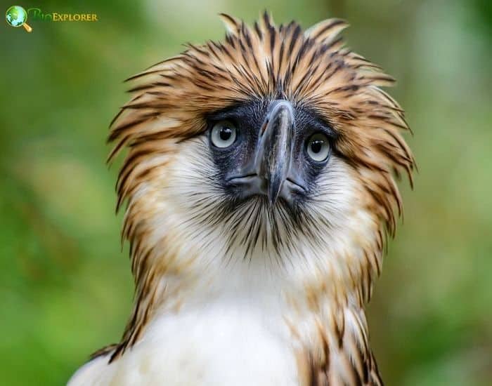 Philippine Eagle