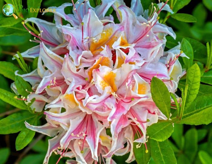 Rhododendron occidentale