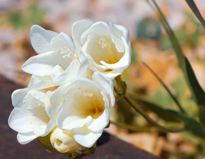 White Freesia