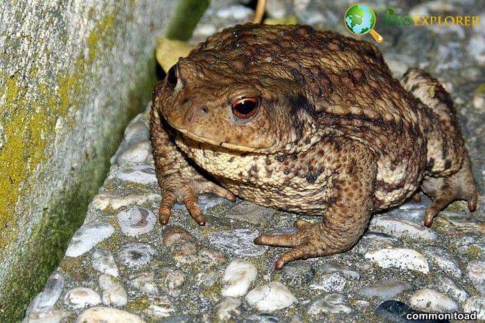 Common Toad