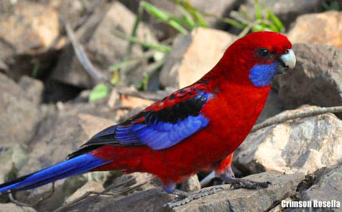 Crimson Rosella