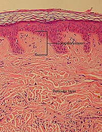 Dermis Layers