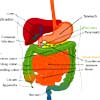 Gastric Juices