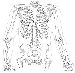 Skeletal system protects organs from injuries