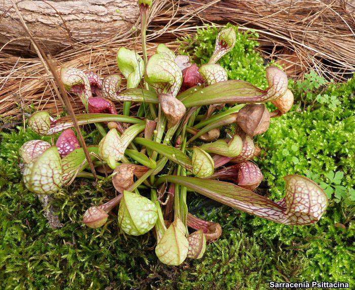 Sarracenia Psittacina