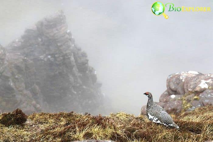 White Tailed Ptarmigan