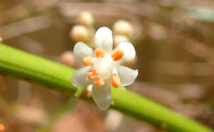 Asparagus officinalis