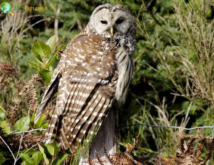 Barred Owl