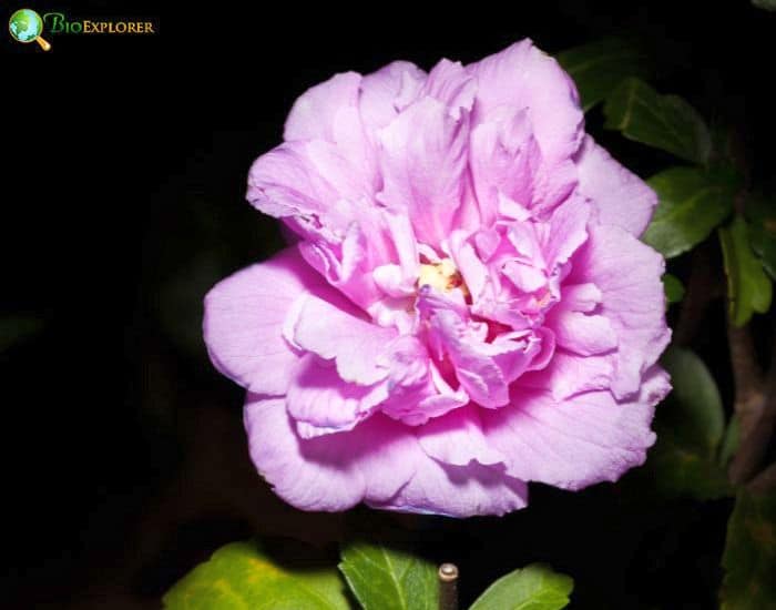 Dixie Rosemallow (Hibiscus Aculeatus)