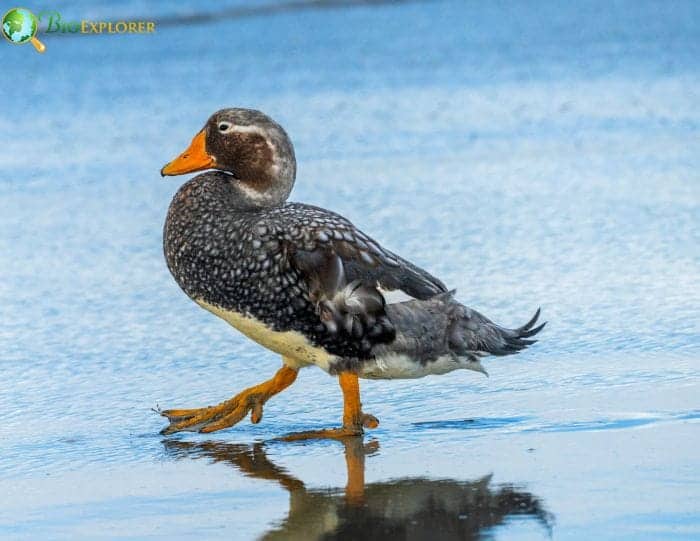 Falkland Islands Steamer Duck