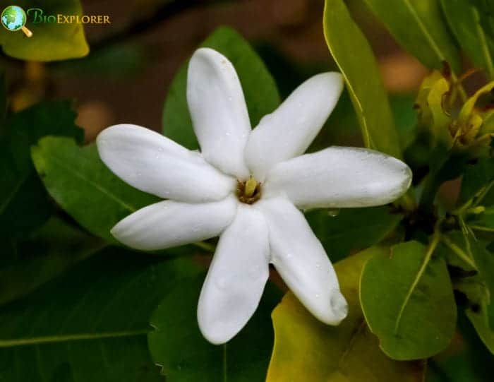 Nanu or Na'u Gardenia