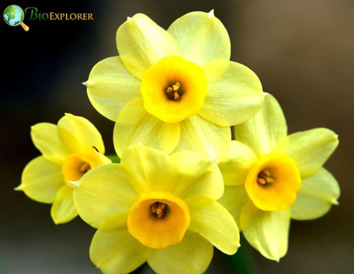 Narcissus 'Minnow'