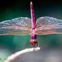 Odonata