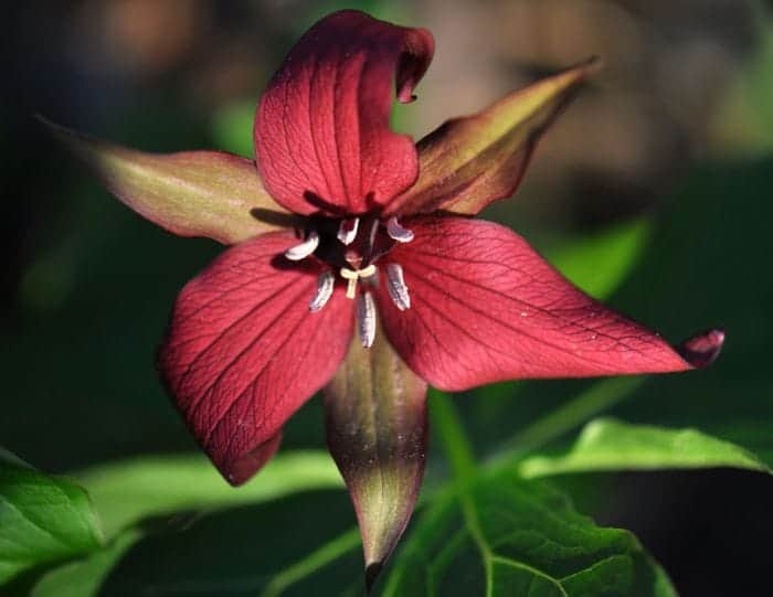 Trillium Erectum