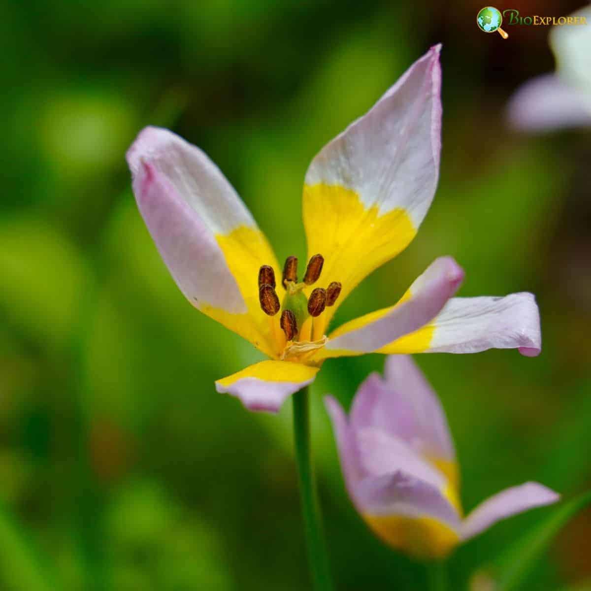 Tulipa Saxatilis