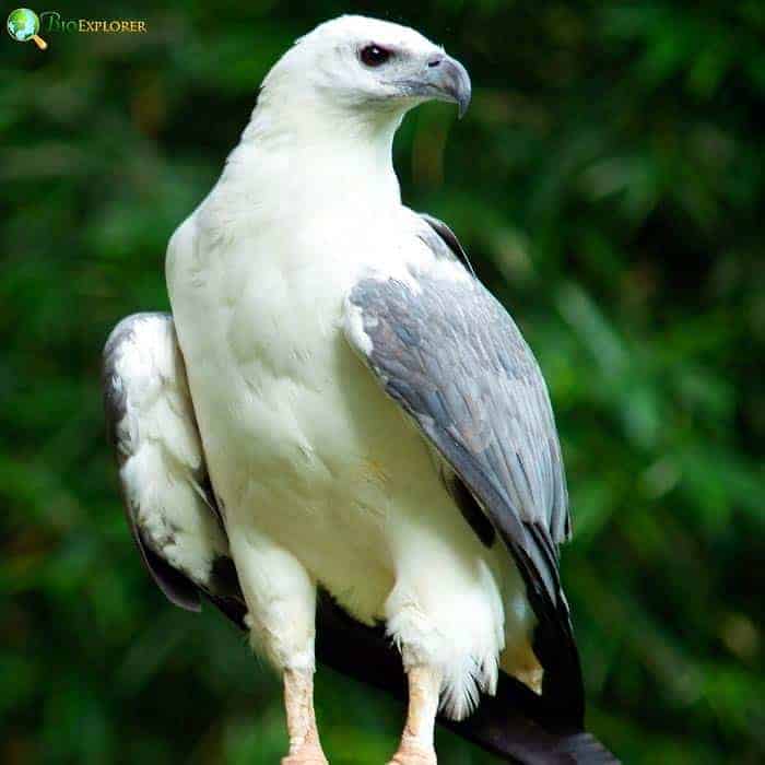 White-bellied Sea Eagle