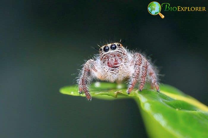 Himalayan Jumping Spider