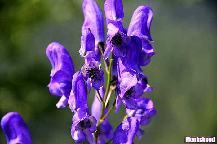 Monkshood