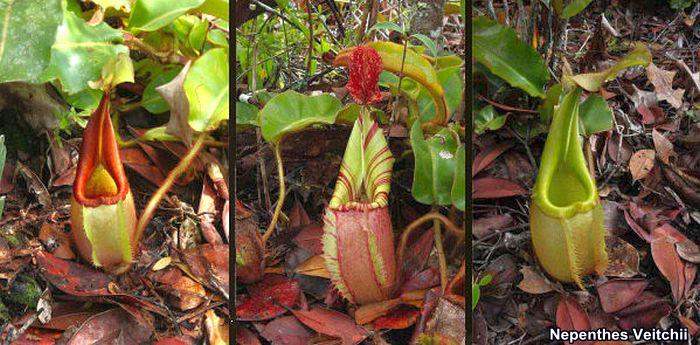 Nepenthes Veitchii