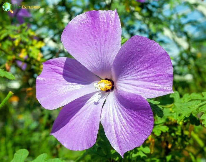 Alyogyne (Hibiscus Huegelii)