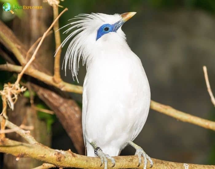 Bali Myna