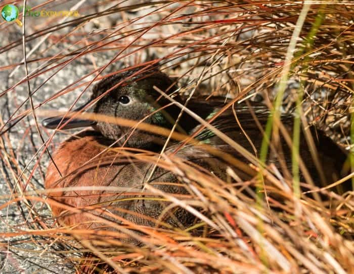 Campbell Island Teal