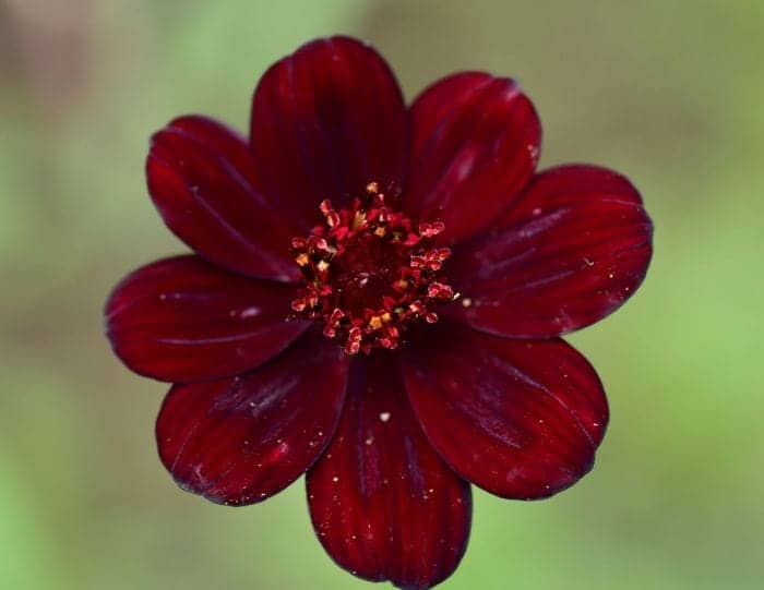 Cosmos Atrosanguineus