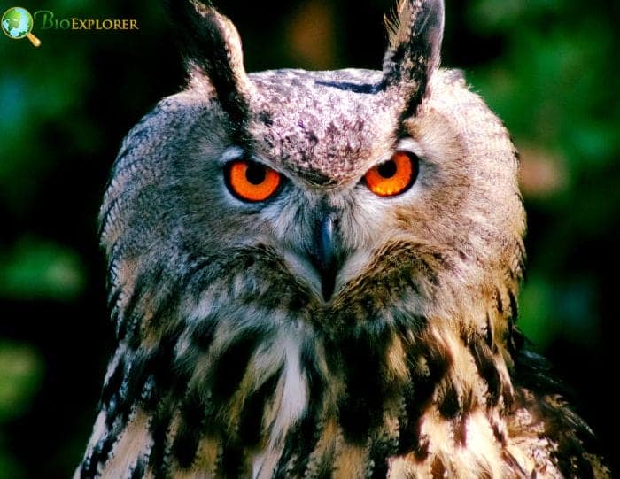 Great Horned Owl