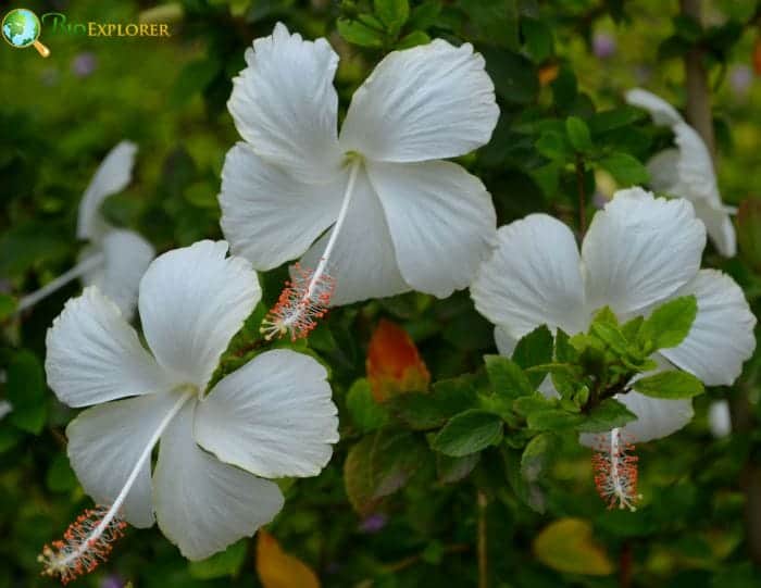 Moloka'i White Hibiscus