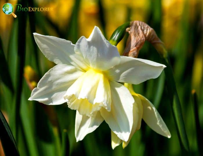 Narcissus Thalia