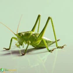 Orthoptera