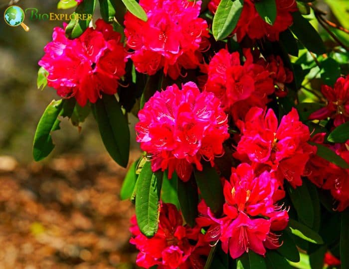 Rhododendron prinophyllum