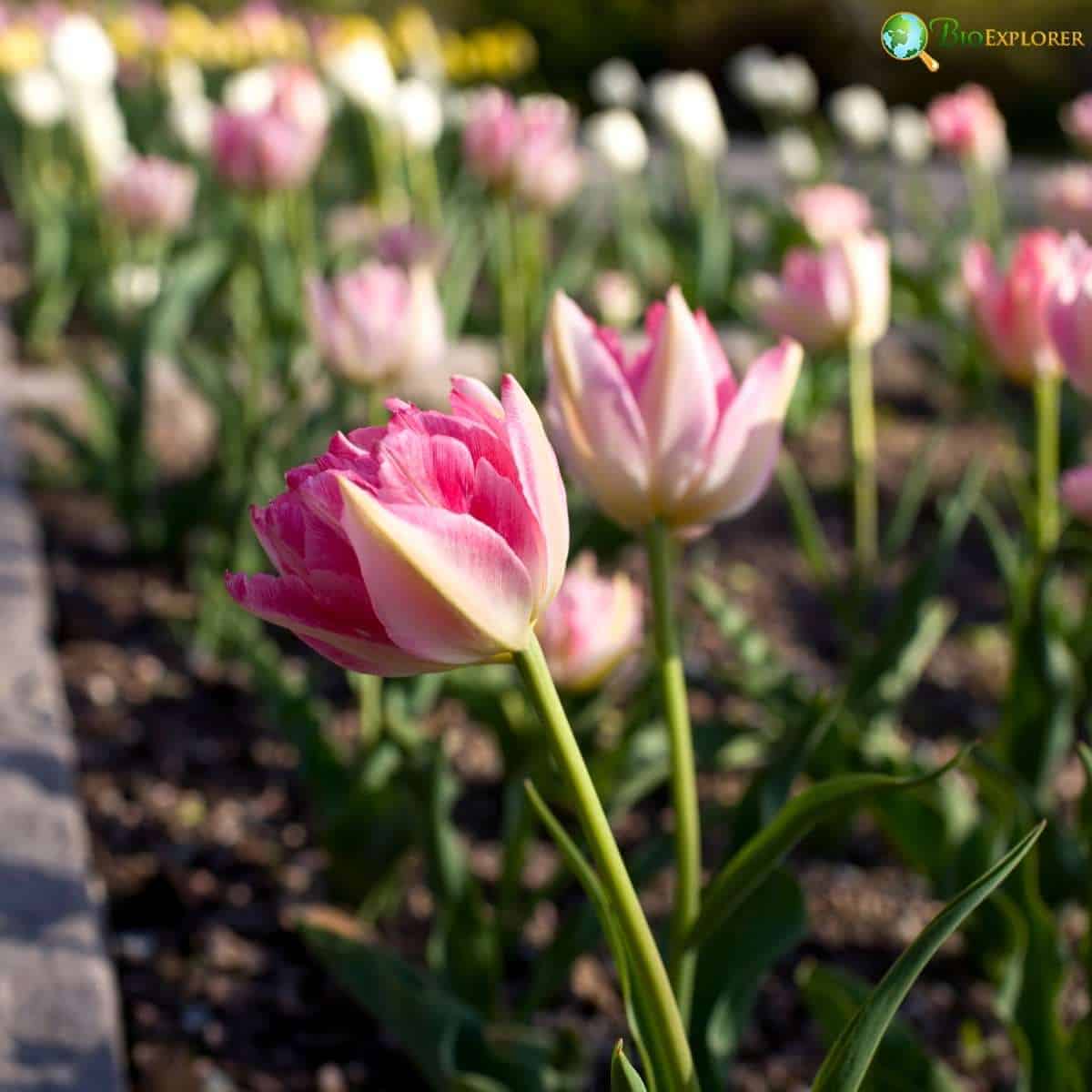 Tulipa Peach Blossom