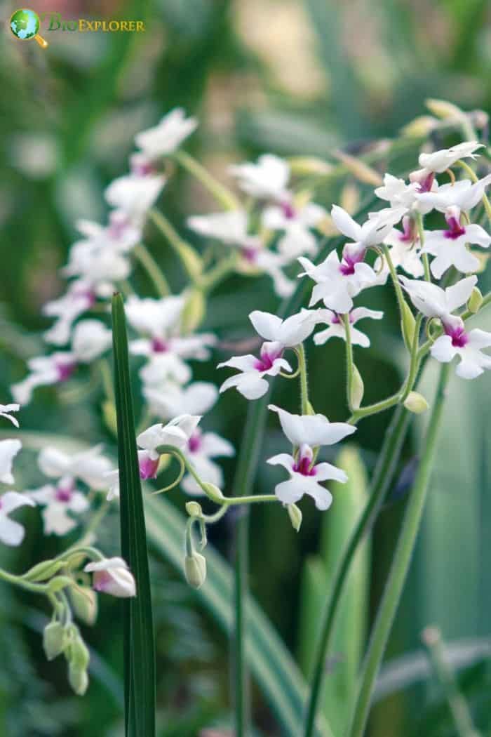 Veiled Orchid