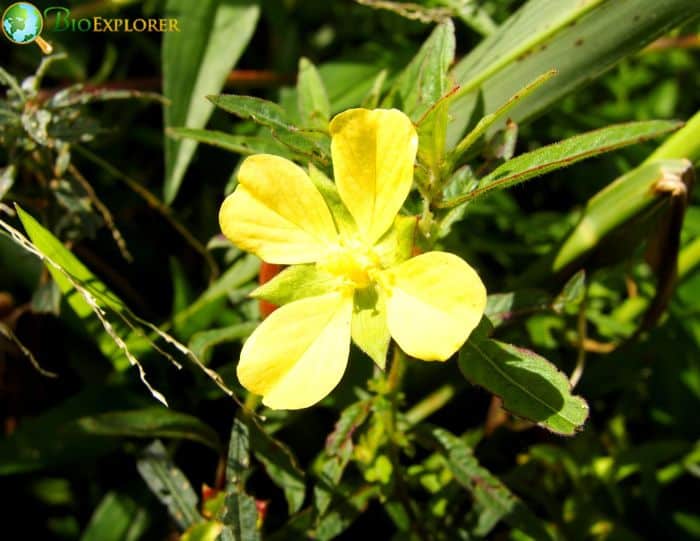 Water Primrose