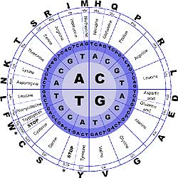 Amino Acids