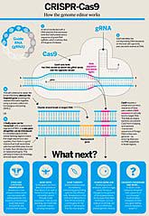 Gene editing