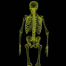 Human Skeleton Parts