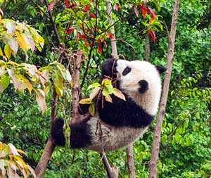 panda climbing tree