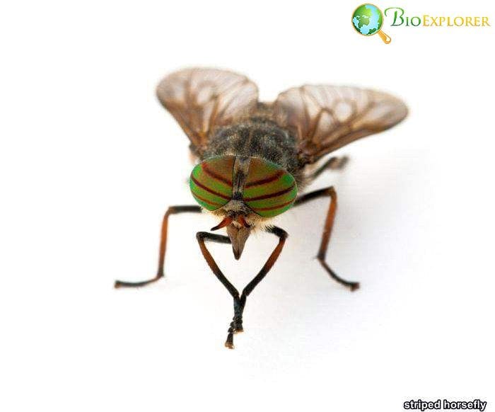 Striped Horsefly