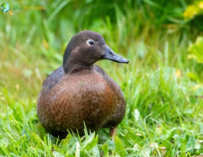 Auckland Islands Teal