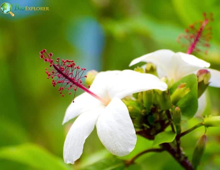 Dwarf White Hibiscus