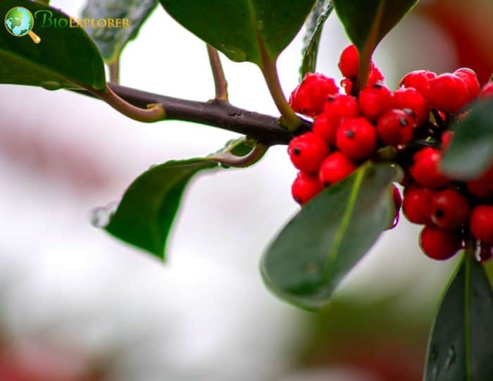 Kurogane Holly (Ilex Rotunda)